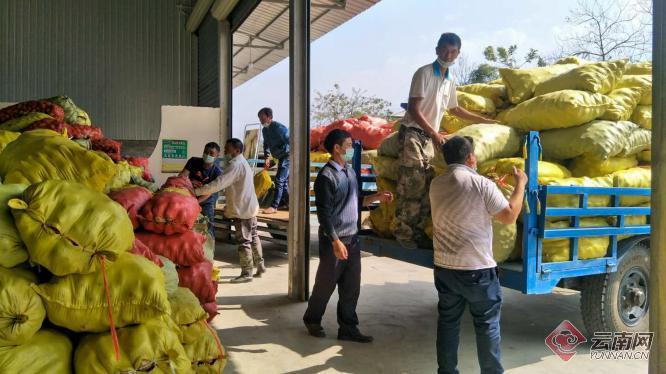 盈江土豆行情動態(tài)，種植希望，收獲自信與成就