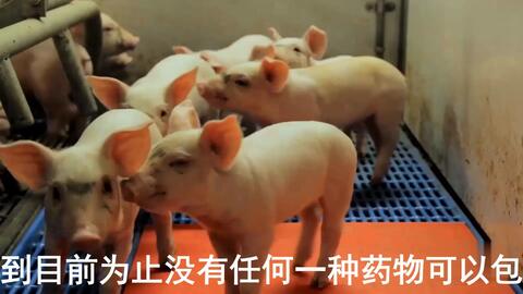 最新母豬保健方案揭秘，提升母豬健康與生產(chǎn)效率的秘訣