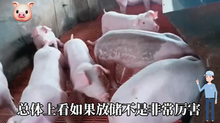 最新閹豬技巧步驟指南，專業(yè)方法與實(shí)用操作指南