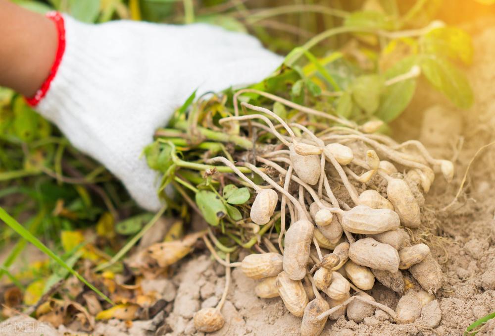 遼寧玉米最新價(jià)格動(dòng)態(tài)，變化中的機(jī)遇，學(xué)習(xí)成就自信與收獲