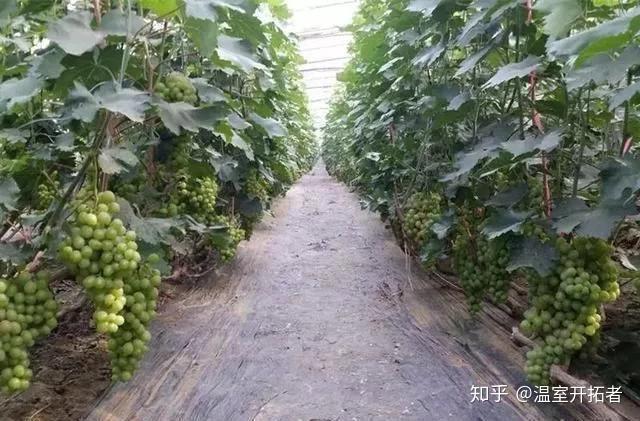 探索自然美景之旅，最新葡萄大棚種植模式揭秘