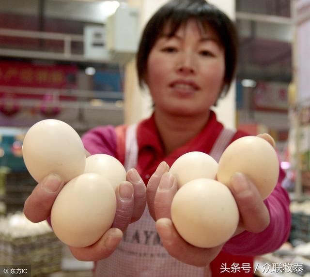 周口雞蛋今日最新價(jià)格，勵志故事背后的雞蛋價(jià)值探索