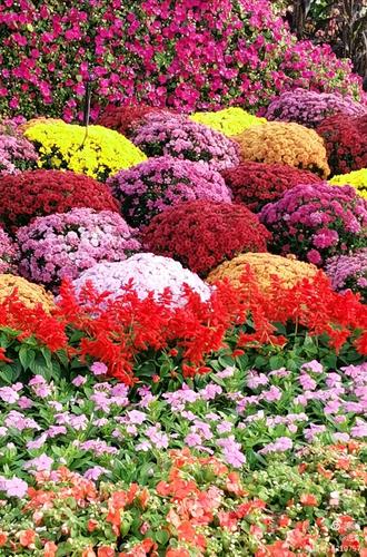 最新鮮花美景之旅，尋找內心平靜的旅程