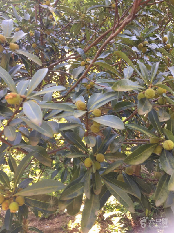 橫河大山搬遷最新動(dòng)態(tài)，力量重塑與未來希望