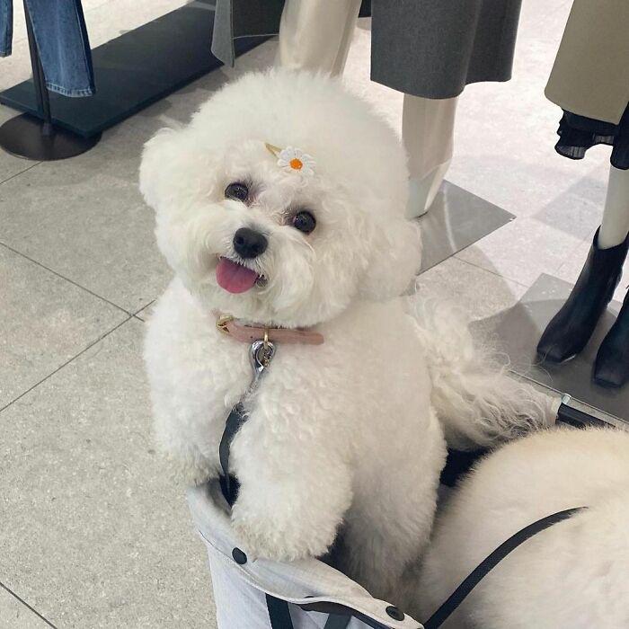 小巷中的寵物奇緣，比熊犬的價格探秘