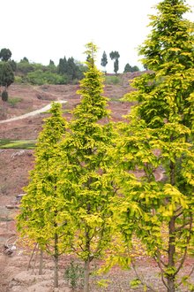 最新彩葉樹種種植與養(yǎng)護(hù)指南，從選種到養(yǎng)護(hù)一步到位！