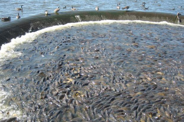 美國鯉魚成災(zāi)背后秘密揭秘，鯉魚泛濫與小巷獨特小店的故事