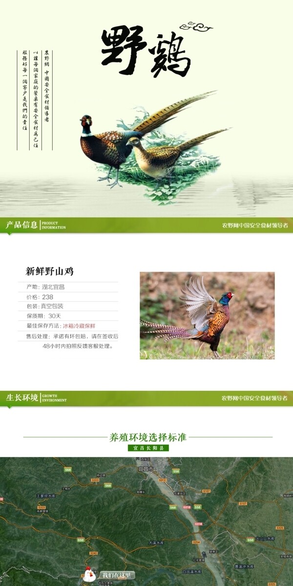 深度剖析，最新山雞的背景、事件與地位概述