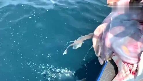 最新魚人流技術革命，高科技產(chǎn)品重塑未來生活體驗