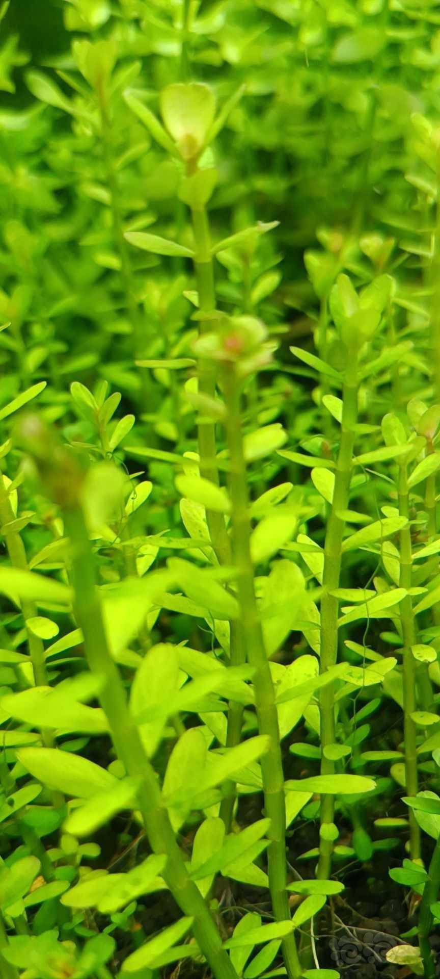 最新福利草草，自然美景之旅，探尋內(nèi)心平和與喜悅的旅程