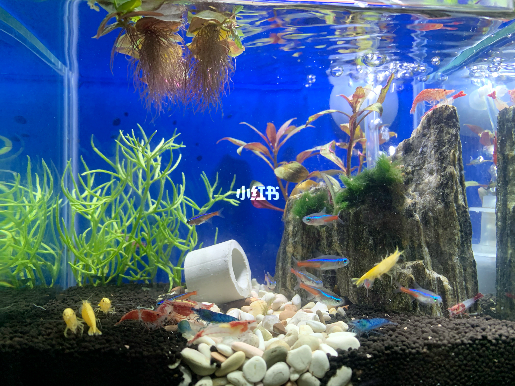 最新魚缸圖片，水族美學(xué)的時代變遷欣賞