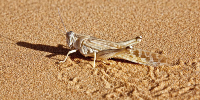 蝗災(zāi)最新動態(tài)，科技先鋒引領(lǐng)抗災(zāi)新時(shí)代