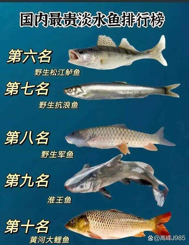 青魚國(guó)產(chǎn)最新論述，探索與解析