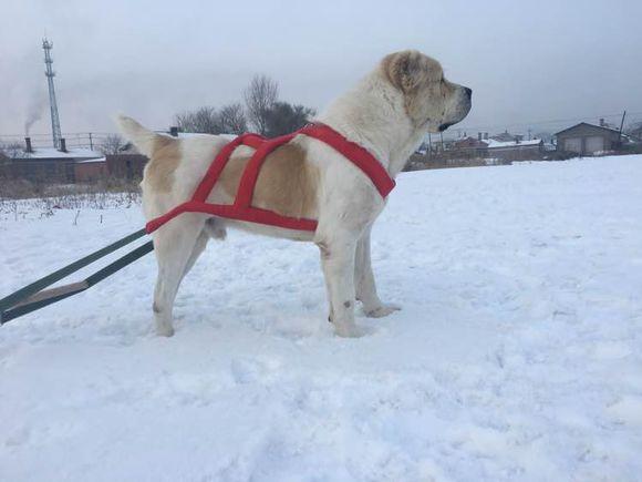 中亞犬，小巷深處的神秘秘境探索