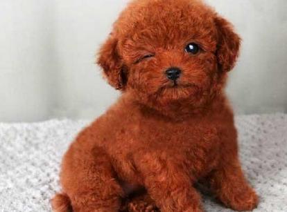 最新小鹿犬，趣事不斷，傳遞溫馨友誼與愛的小使者